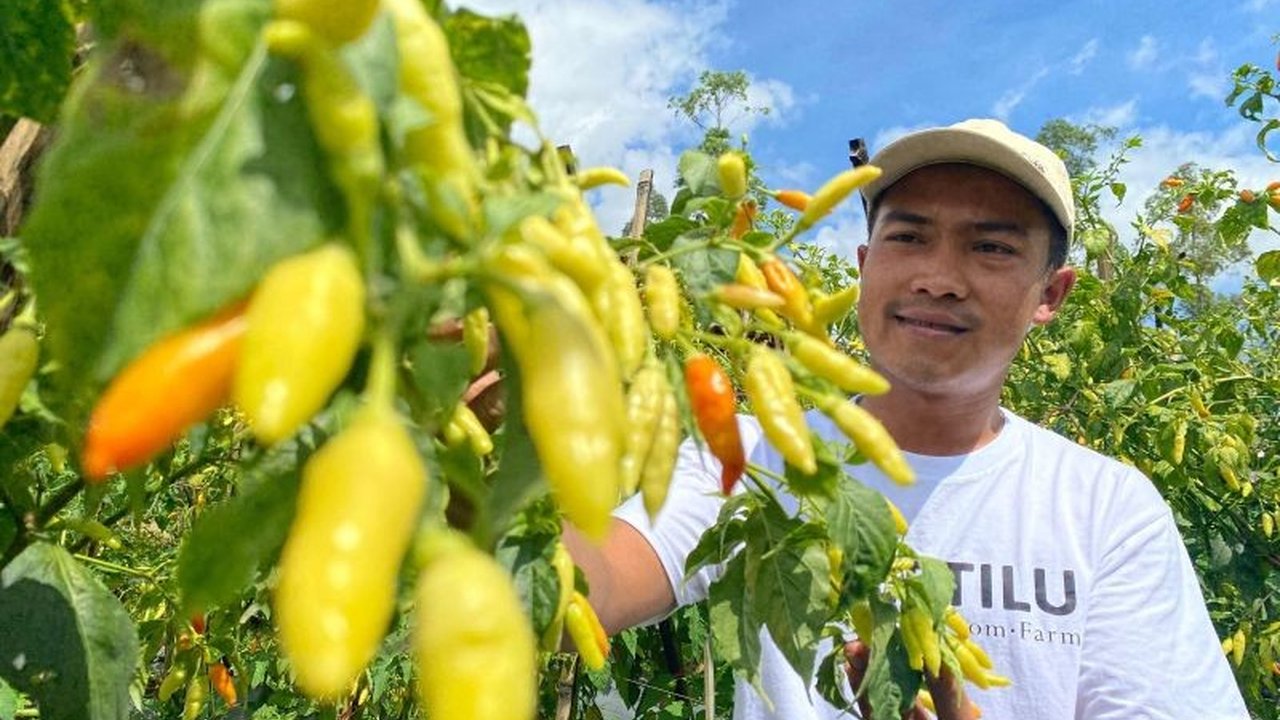 Harga cabai rawit di Garut, Jawa Barat, melonjak hingga Rp100.000 per kilogram karena belum panen raya, sehingga pasokan terbatas di tengah tingginya permintaan selama Ramadhan.