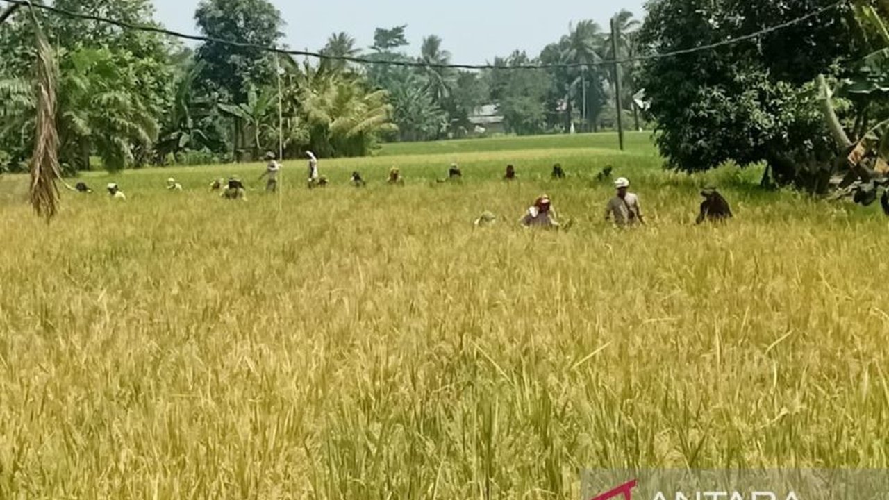 Badan Pusat Statistik (BPS) Sumatera Utara mencatat peningkatan luas panen padi sebesar 3,29 persen pada tahun 2024, mencapai 419.460 hektare, dan berdampak pada peningkatan produksi padi dan beras.