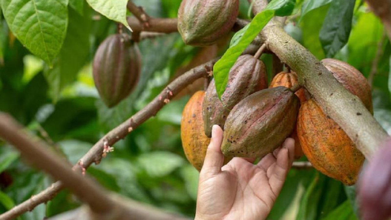 Kemenkum DIY sedang memproses pengajuan Indikasi Geografis (IG) untuk Kakao Gunungkidul, yang terkenal dengan cita rasa cokelat khasnya, guna melindungi dan meningkatkan nilai ekonomis produk lokal tersebut.