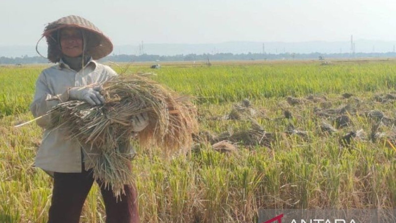 Pemkab Batang berhasil menyerap 180 ton gabah petani, melampaui target awal dan menjamin harga beli sesuai Harga Pembelian Pemerintah (HPP).