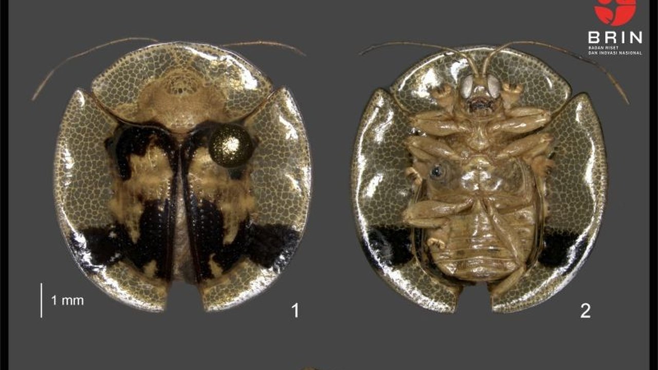 Peneliti BRIN menemukan dua spesies baru kumbang kura-kura, *Thlaspidula gandangdewata* dan *Thlaspidula sarinoi*, di Sulawesi, menambah kekayaan keanekaragaman hayati Indonesia.