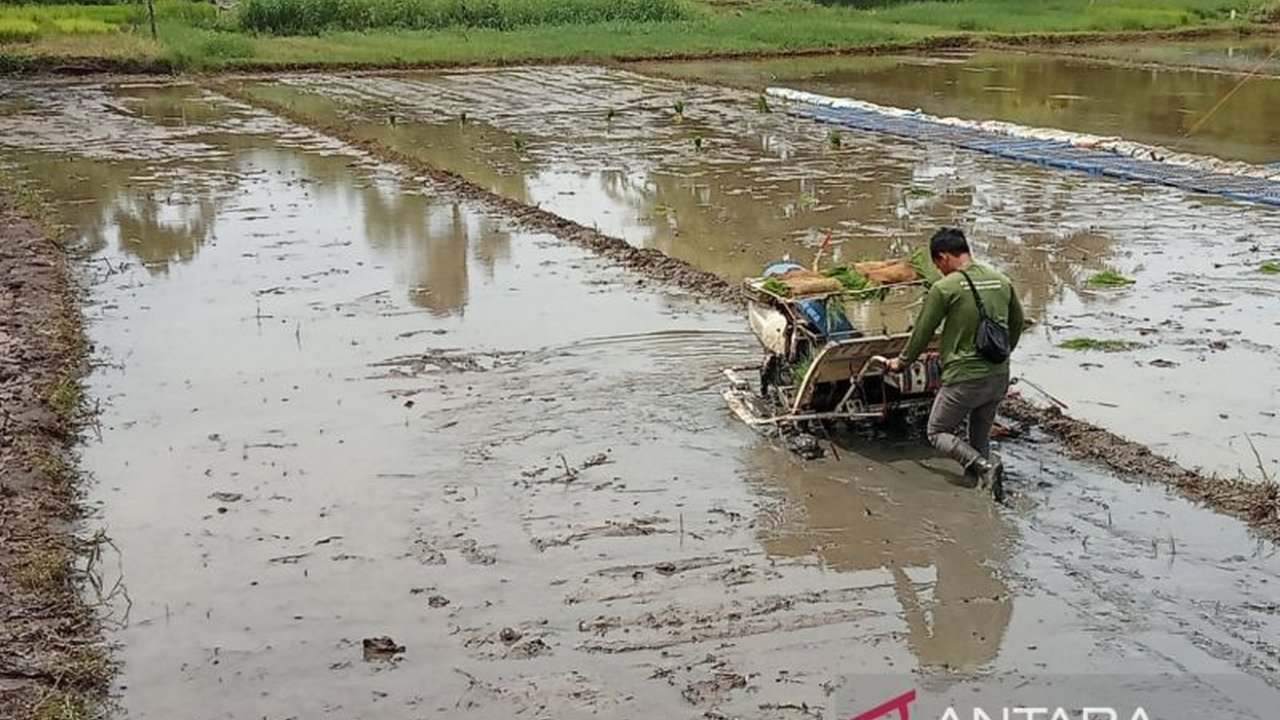 Bantul Rehabilitasi 8 Daerah Irigasi untuk Tingkatkan Produksi Pertanian