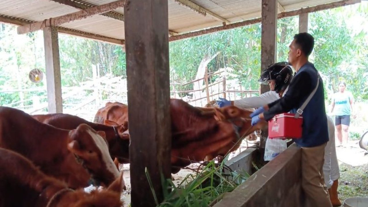 Kasus PMK di Kediri Melandai, Vaksinasi Jadi Kunci Utama