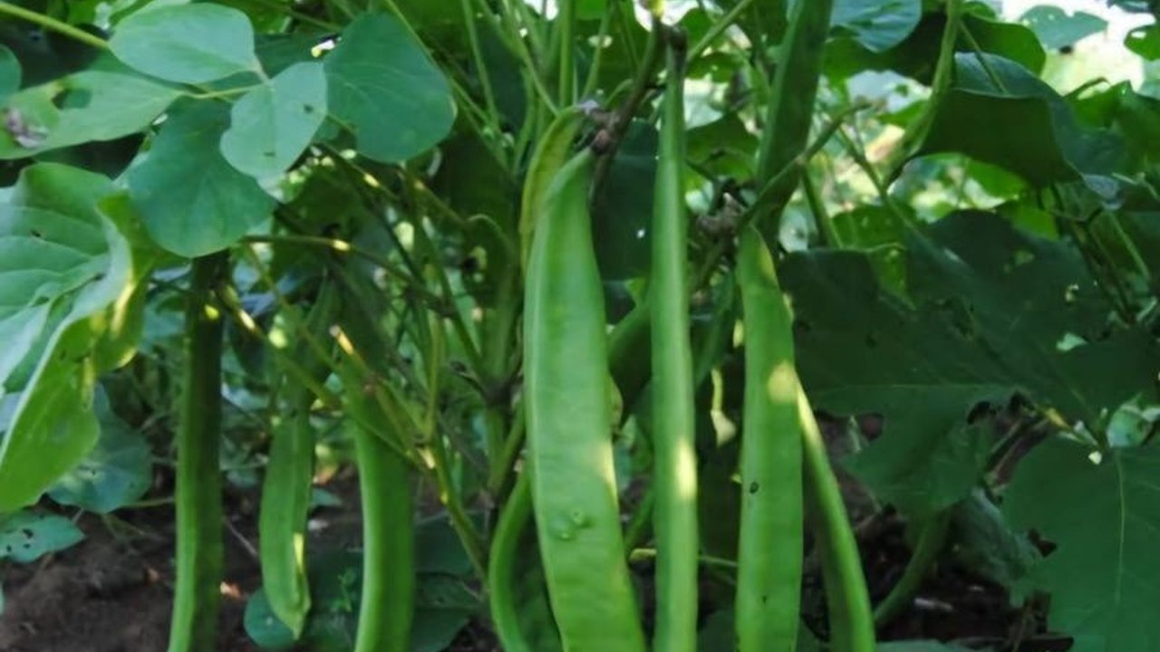 Dinas Pertanian Aceh Besar dorong budidaya kacang koro pedang karena kualitas dan nilai ekonomisnya yang tinggi, mampu hasilkan 4-20 ton per hektare, serta kaya nutrisi.