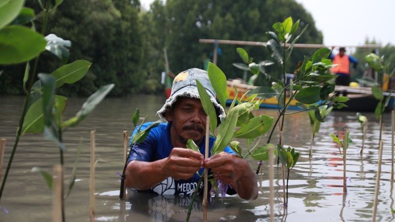 MedcoEnergi Sukses Rehabilitasi Pantai Sederhana dengan 5.000 Pohon Mangrove