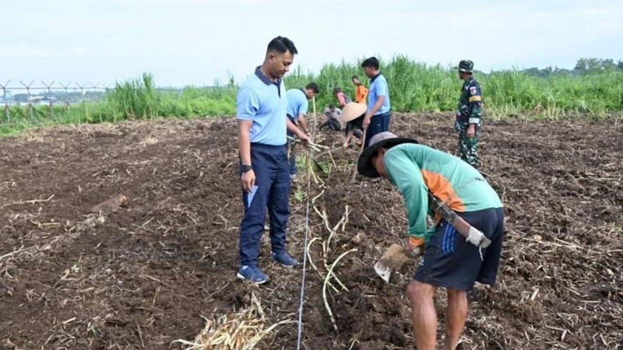 TNI AU membangun lahan penghasil pakan ternak di Tasikmalaya, Jawa Barat, guna mendukung ketahanan pangan nasional dengan menanam rumput pakchong dan odot serta melibatkan petani lokal.