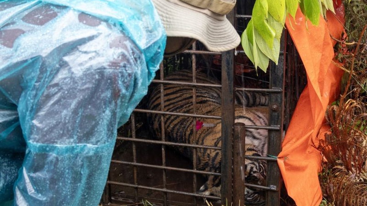 BKSDA Sumbar tekankan peran vital Harimau Sumatra dalam menjaga keseimbangan ekosistem dan imbau masyarakat untuk menghentikan perburuan liar serta melindungi habitatnya.