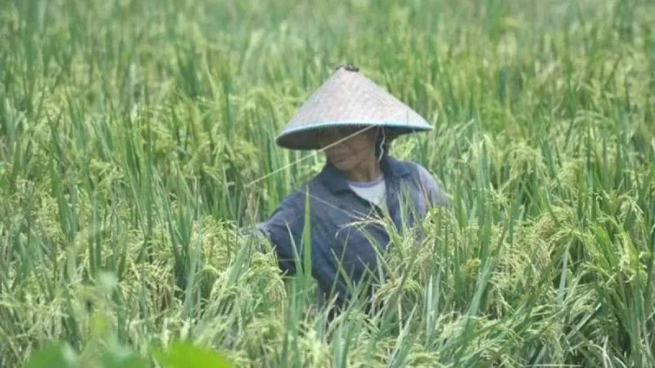 Produksi Padi Sumsel Tahun 2024 Meningkat 2,71 Persen