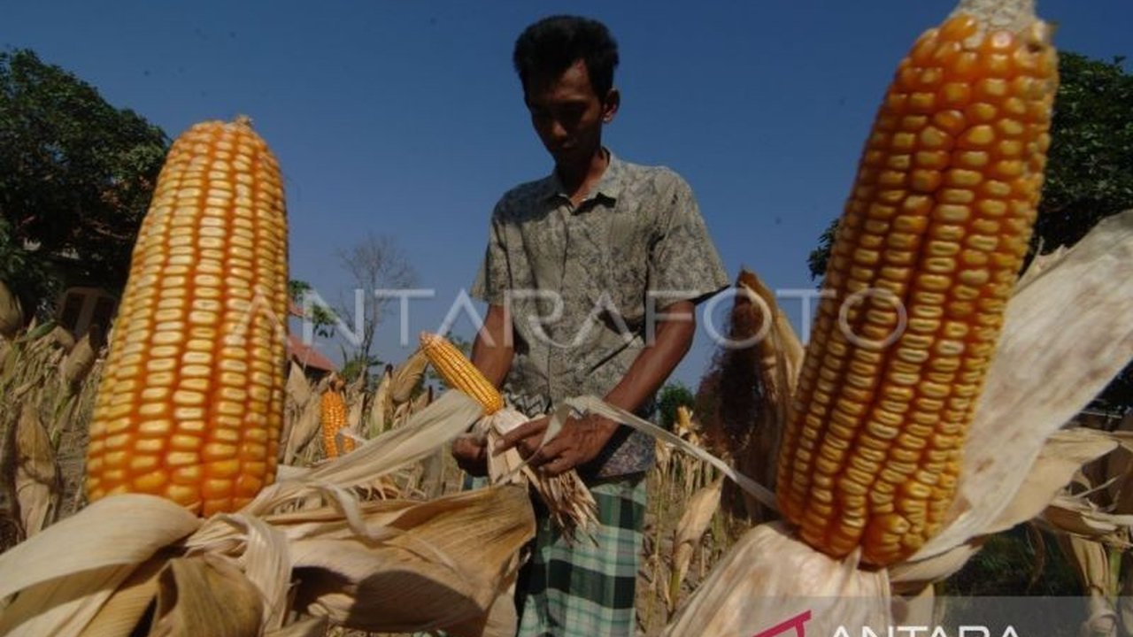 Produksi Jagung Sulut Melonjak 35,79 Persen di 2024!
