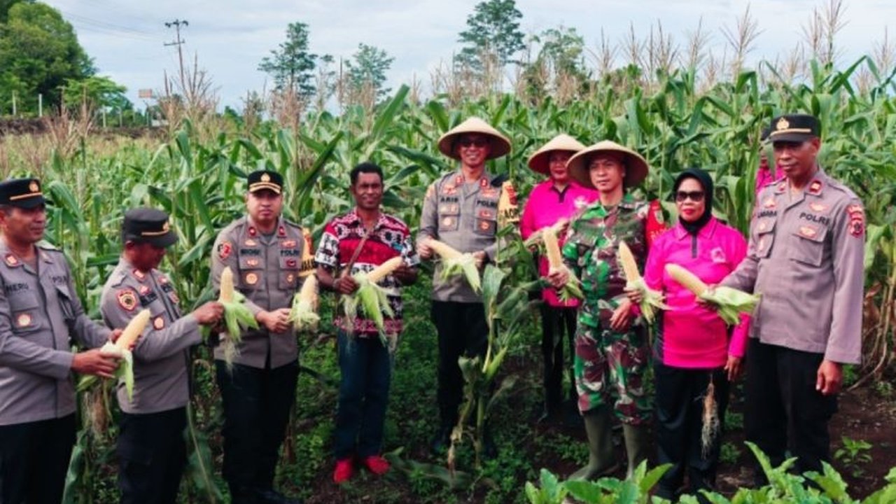 Polres Biak Numfor Panen Jagung 1 Hektare: Sukses Implementasi Program Asta Cita Presiden