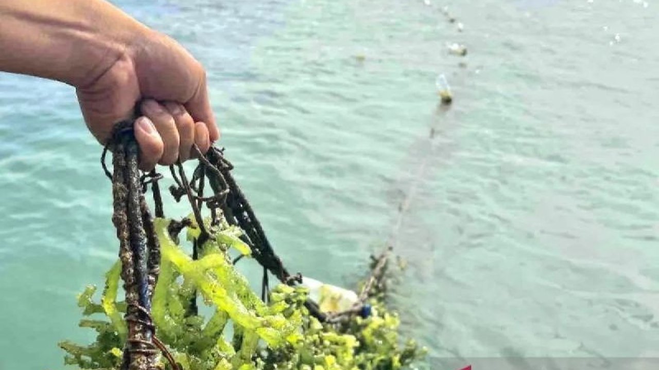 Kementerian Kelautan dan Perikanan (KKP) bekerja sama dengan UNIDO untuk mengembangkan industri rumput laut dan udang di Indonesia melalui proyek senilai 2 juta Euro.