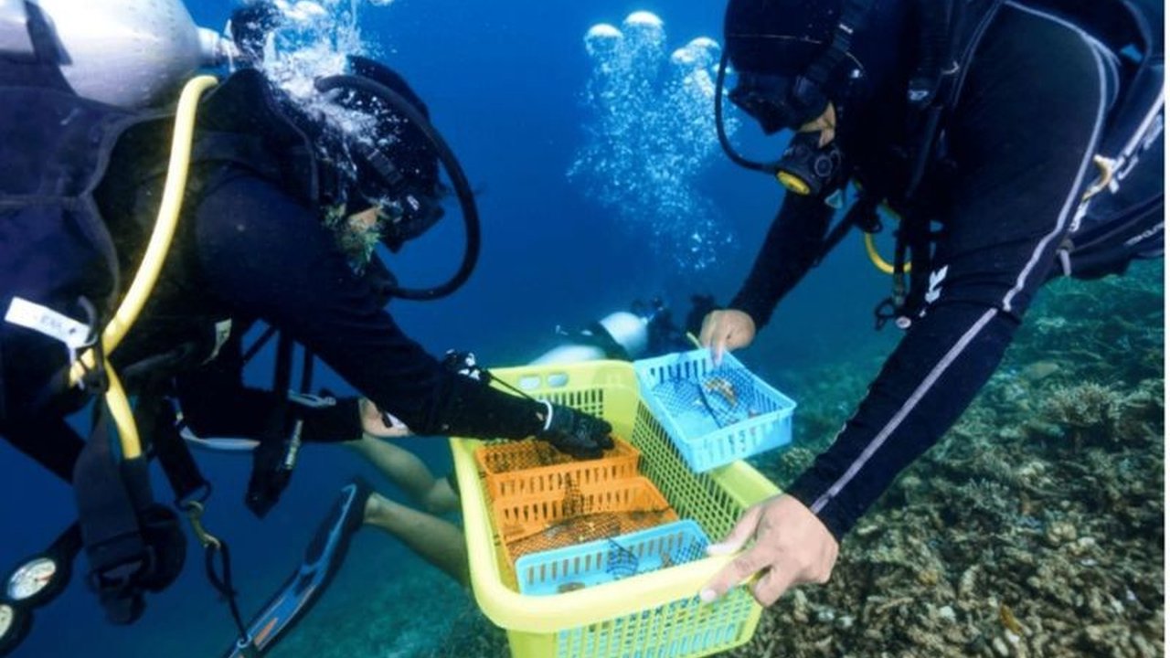 Penelitian di Raja Ampat menemukan jenis karang Porites lobata dan Porites cylindrica paling tahan terhadap kenaikan suhu laut, menjadi kunci keberhasilan rehabilitasi terumbu karang di Indonesia.