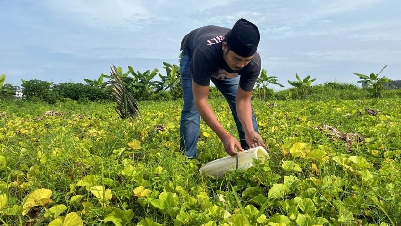 Polres Aceh Besar mengembangkan 13 lahan pertanian di berbagai kecamatan untuk mendukung program swasembada pangan nasional, menanam berbagai komoditas seperti pepaya, singkong, dan cabai.