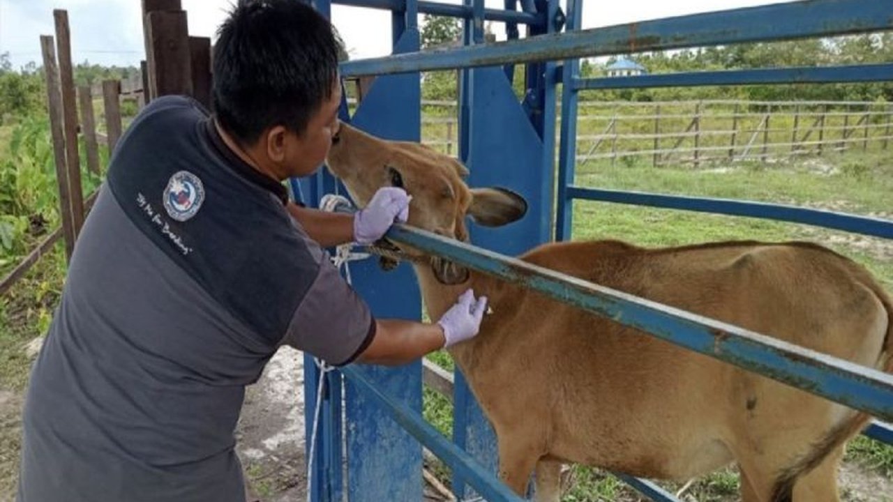 Pemerintah Kabupaten Gunung Mas, Kalimantan Tengah, gencar melakukan vaksinasi PMK pada 50 sapi di dua kelurahan Kecamatan Kurun untuk mencegah penyebaran penyakit.