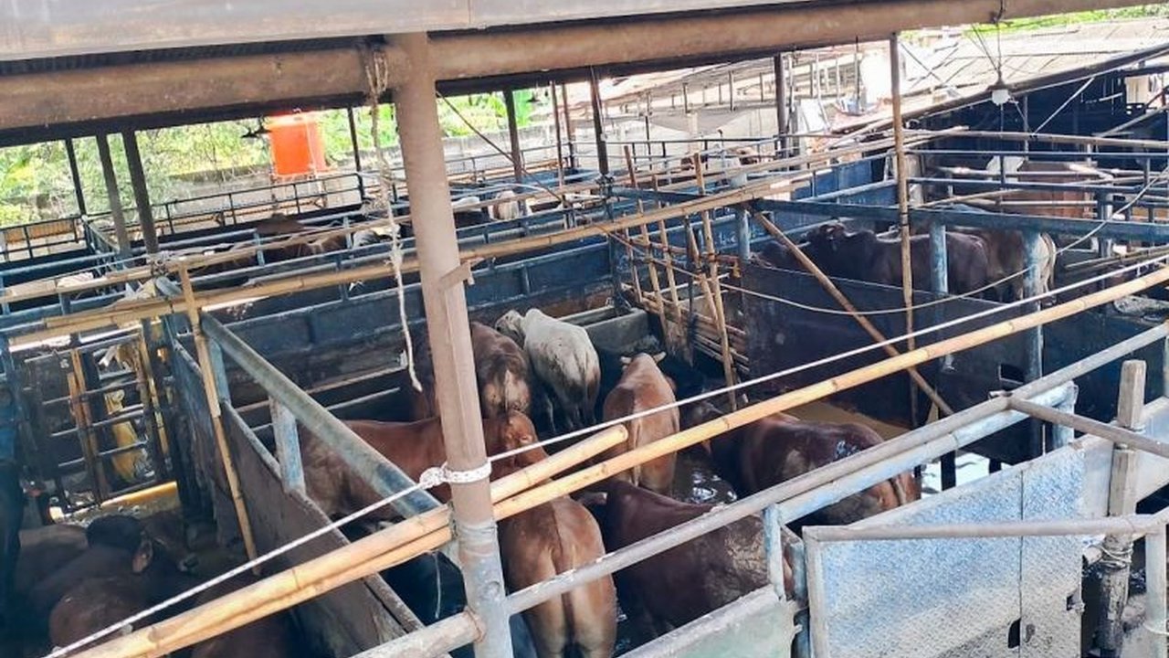 Kementerian Pertanian (Kementan) kerahkan tim kesehatan hewan untuk menangani ternak terdampak banjir di Bekasi, mendistribusikan bantuan medis dan memastikan pemulihan layanan rumah potong hewan.