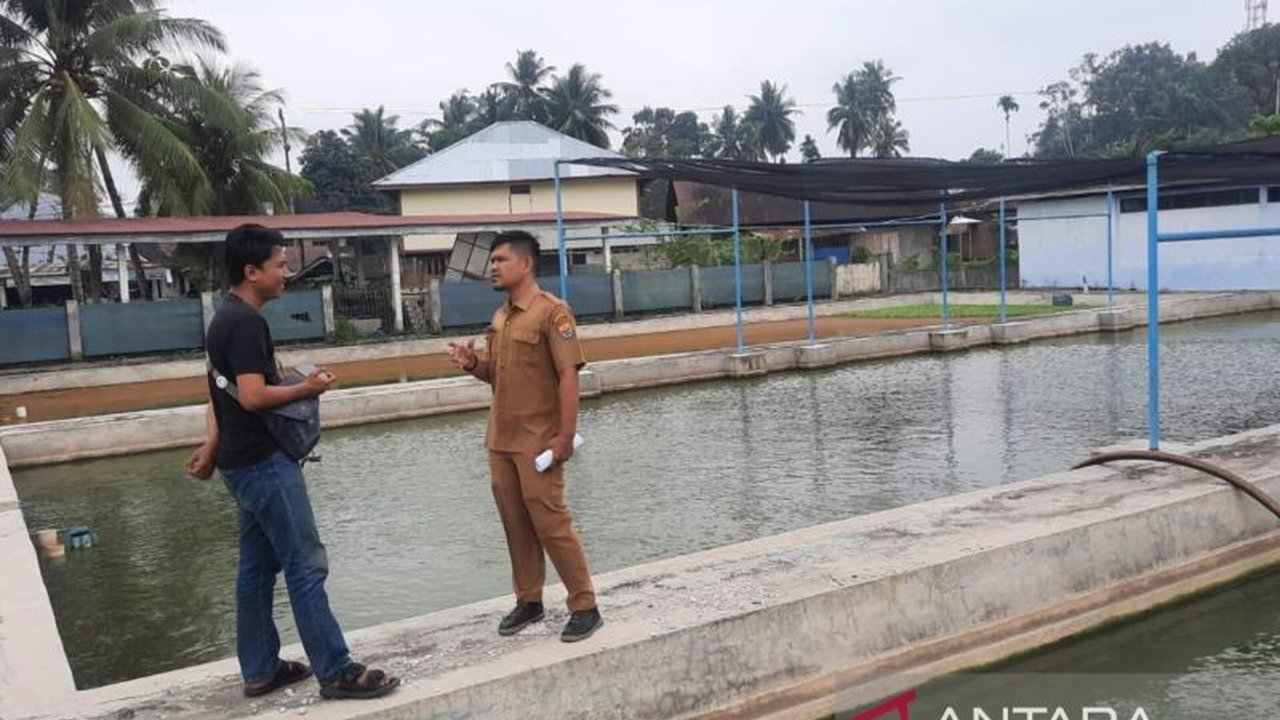 Balai Benih Ikan (BBI) Pariaman berhasil memasarkan 503 kg calon indukan lele dan 115.000 benih lele pada 2024, menghasilkan pendapatan asli daerah (PAD) sebesar Rp63.230.000, meskipun masih di bawah target.