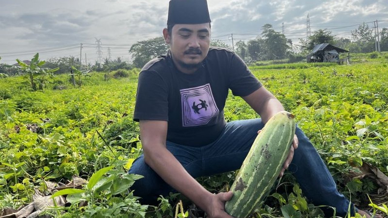 Petani timun suri di Aceh Besar meraup keuntungan hingga jutaan rupiah selama Ramadhan karena tingginya permintaan buah tersebut untuk minuman buka puasa.