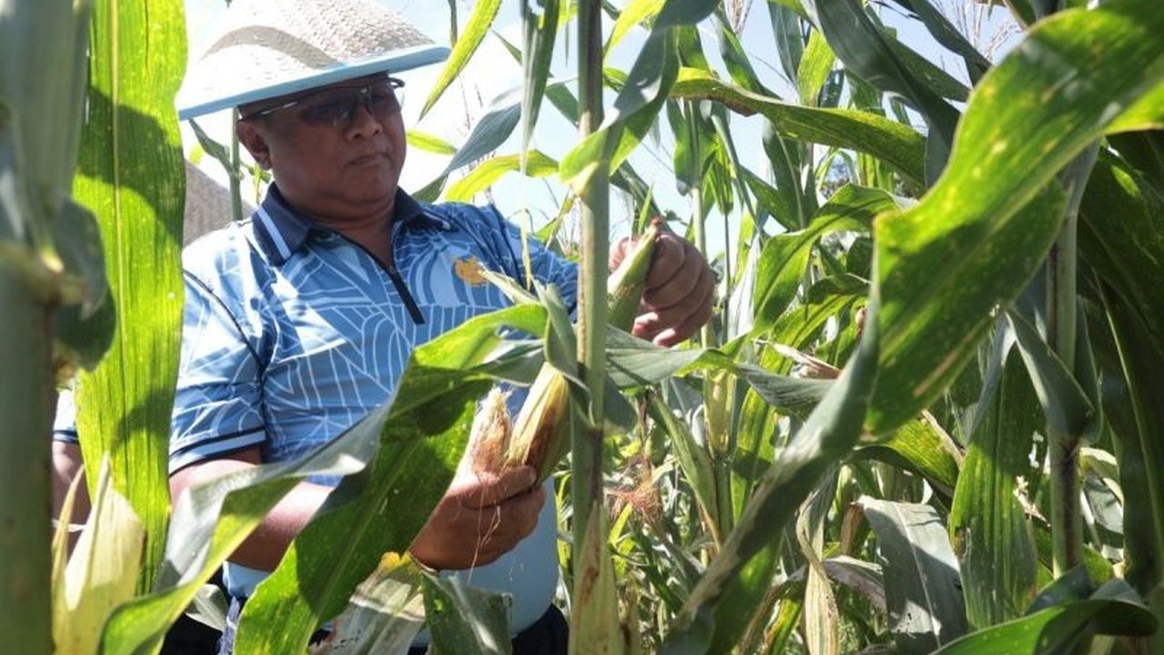 Lanud Sam Ratulangi Manado Sukses Panen Jagung, Dukung Ketahanan Pangan Nasional
