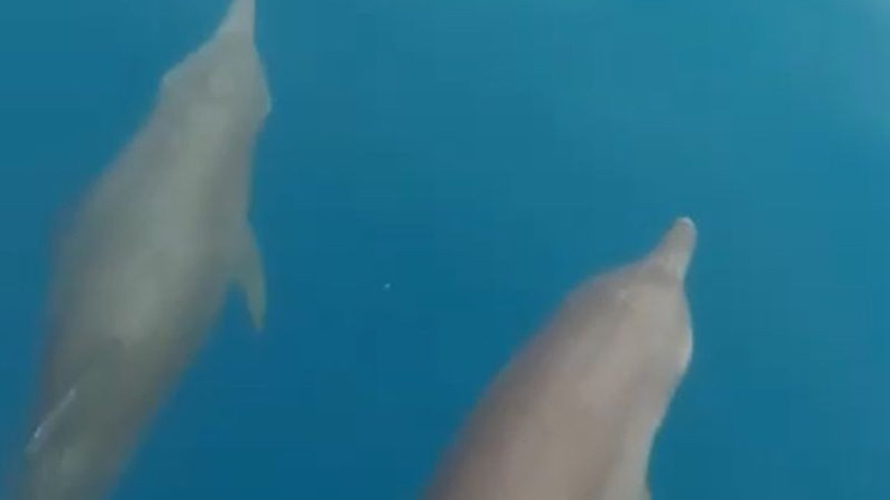 Kementerian Kelautan dan Perikanan (KKP) menyelidiki motif penyembelihan lumba-lumba oleh warga di Kabupaten Muna, Sulawesi Tenggara, yang dilindungi Undang-Undang.