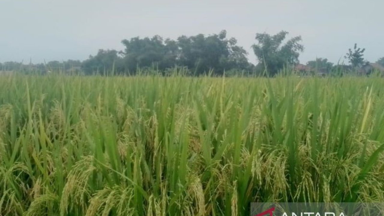 Produksi Padi Blora Capai 420.228 Ton, Turun Dibanding Tahun Lalu