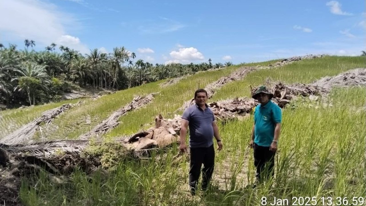 Pemkab Pasaman Barat mengimbau petani kelapa sawit untuk segera mengajukan program peremajaan sawit guna meningkatkan produktivitas dan kesejahteraan.