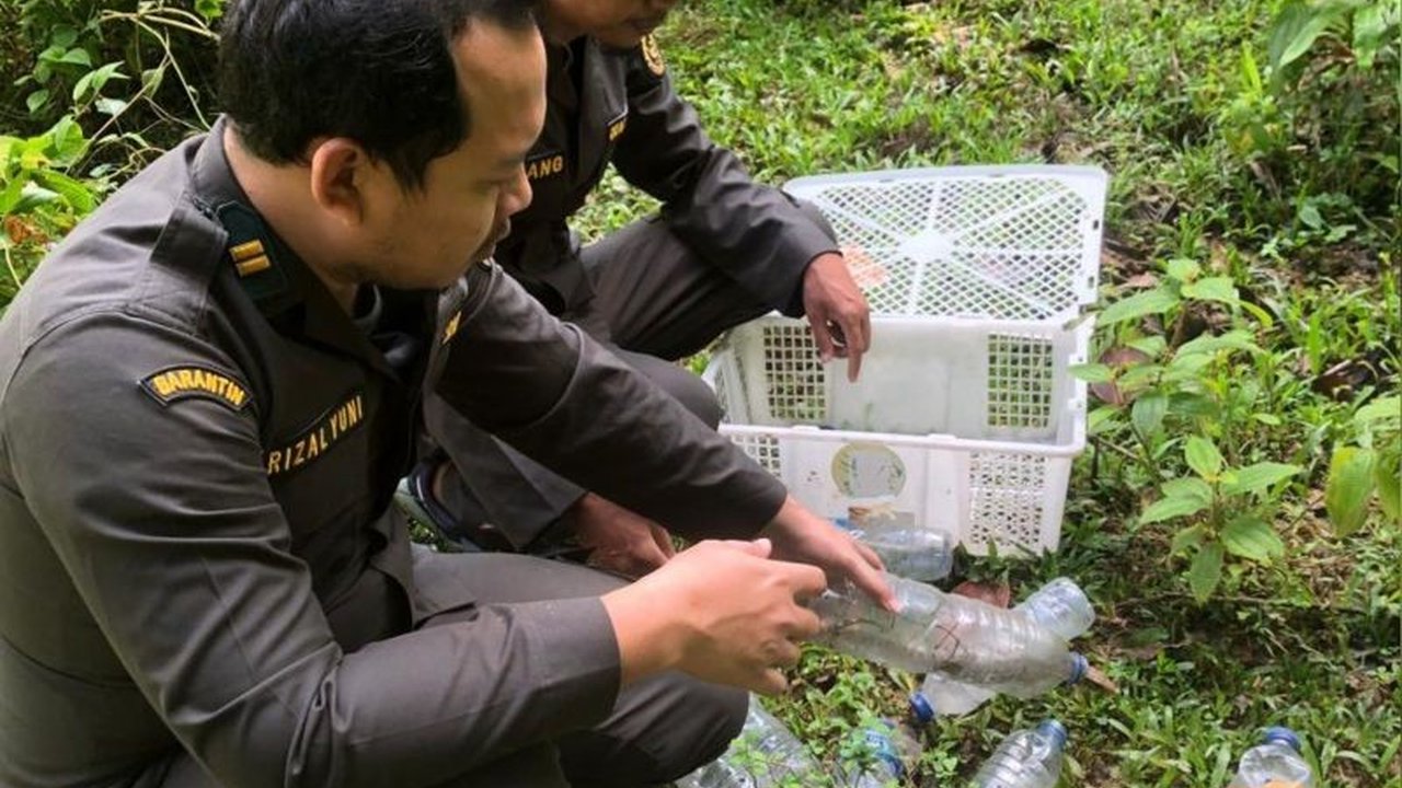 Balai Konservasi Sumber Daya Alam (BKSDA) Maluku melepasliarkan 15 biawak kuning di habitat aslinya, upaya konservasi untuk melindungi spesies endemik yang terancam punah.