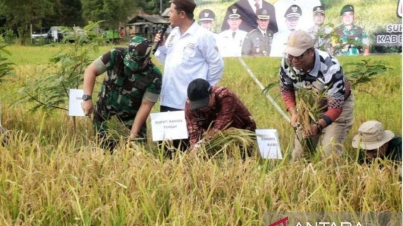 Pemerintah Kabupaten Bangka Tengah sukses panen raya padi organik seluas 73 hektare di Desa Namang, lestarikan budaya lokal dan dukung ketahanan pangan nasional.