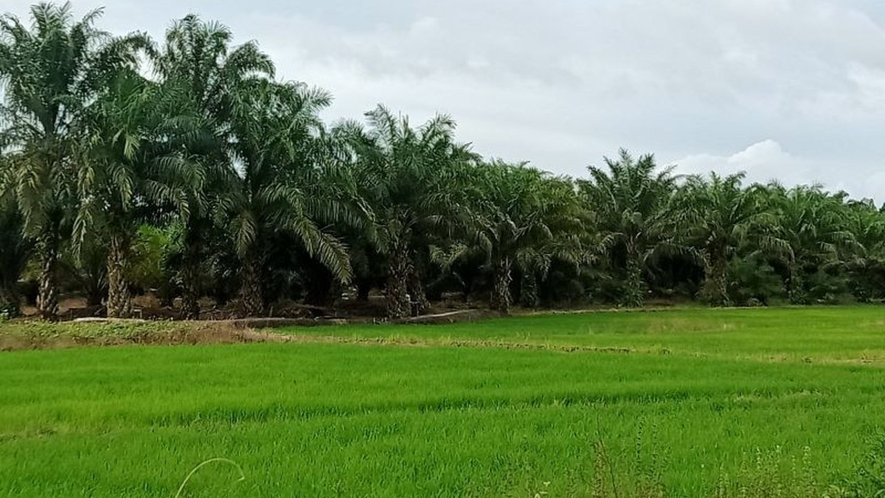Bendung Talake: Harapan Baru Bagi Petani Penajam Paser Utara dan Paser