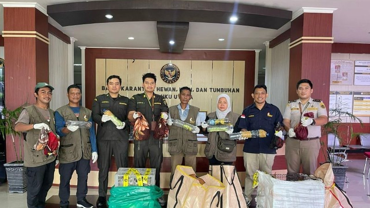 Badan Karantina Maluku Utara menyita 243 reptil endemik Papua di KM Sinabung yang tidak dilengkapi dokumen karantina, sebagian besar dalam kondisi memprihatinkan.