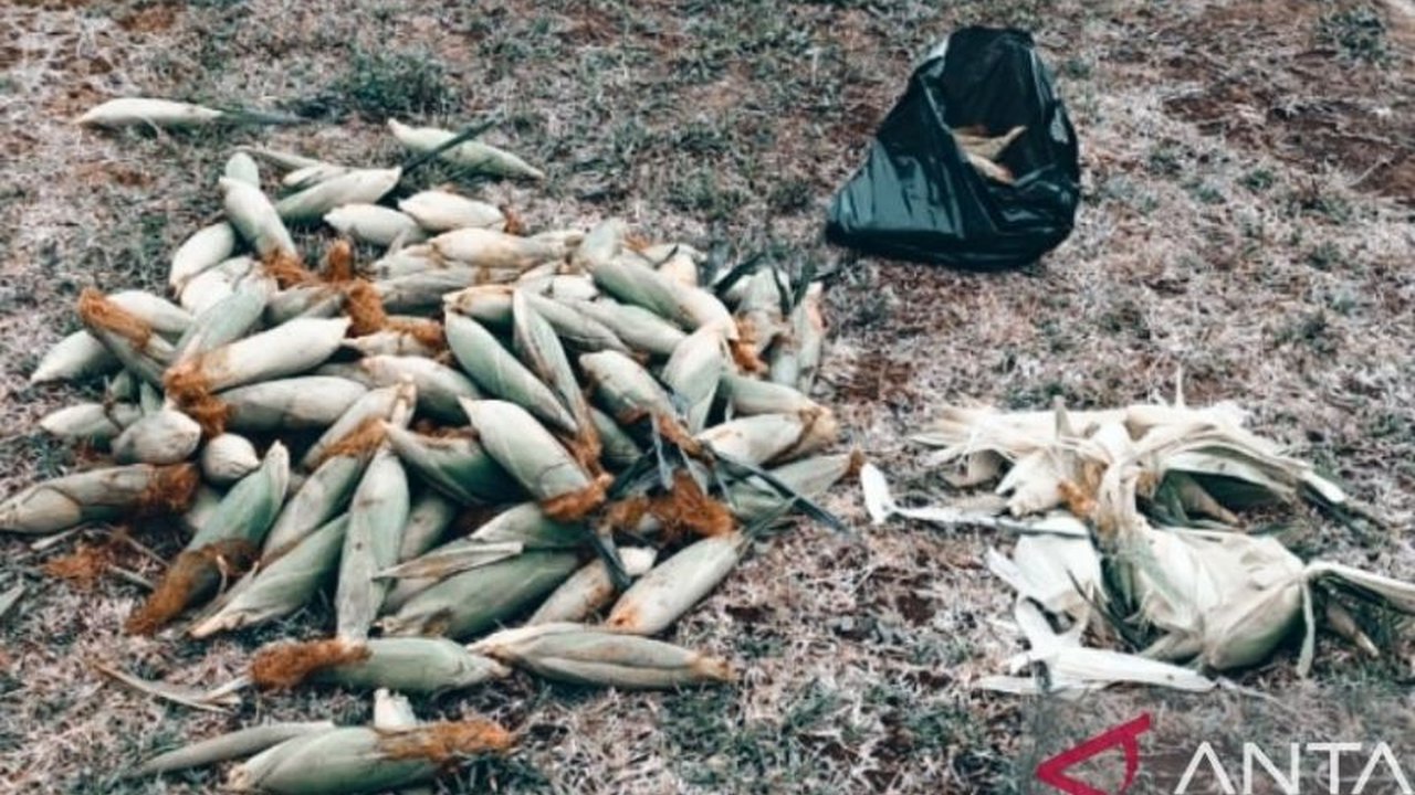 Pemerintah Kabupaten Biak Numfor berhasil menjaga inflasi daerah di angka 1,6 persen, lebih rendah dari target nasional 1,5 persen hingga 3,5 persen, berkat pengawasan ketat dan berbagai strategi pengendalian.