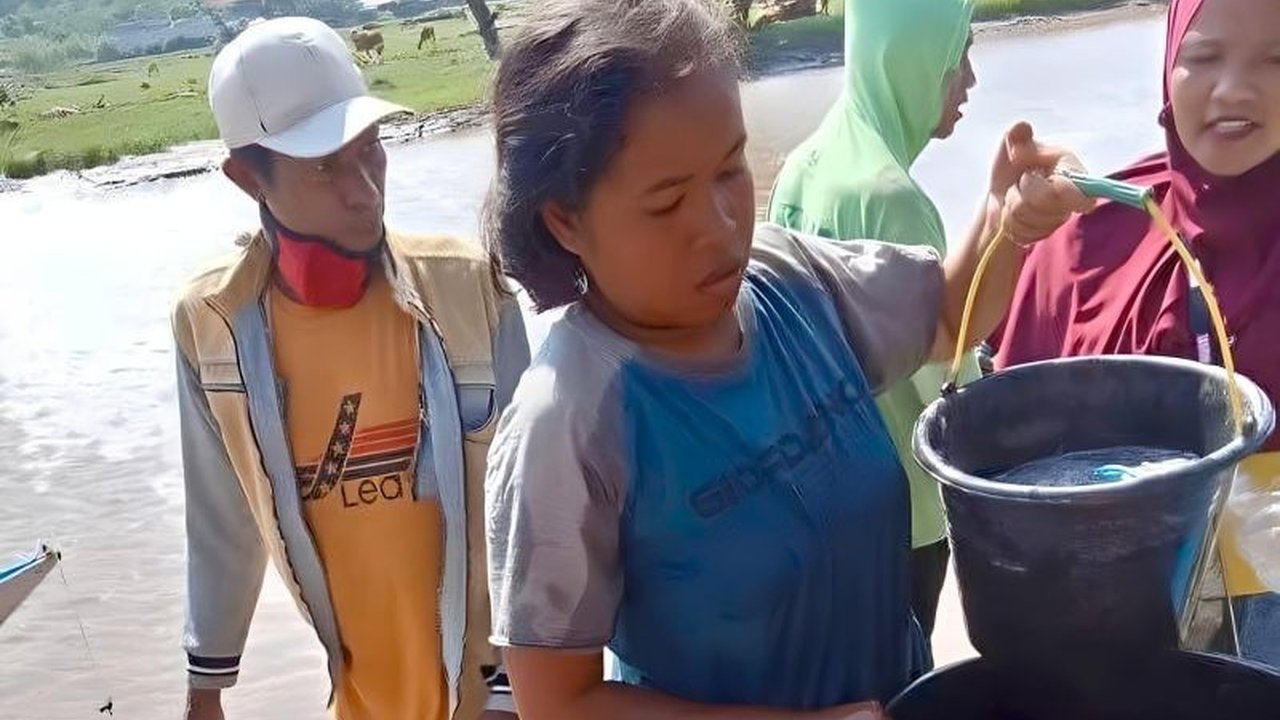 Kemunculan ikan ifu di NTB menjadi berkah bagi nelayan saat musim paceklik, namun penangkapan yang tak terukur mengancam kelestariannya.