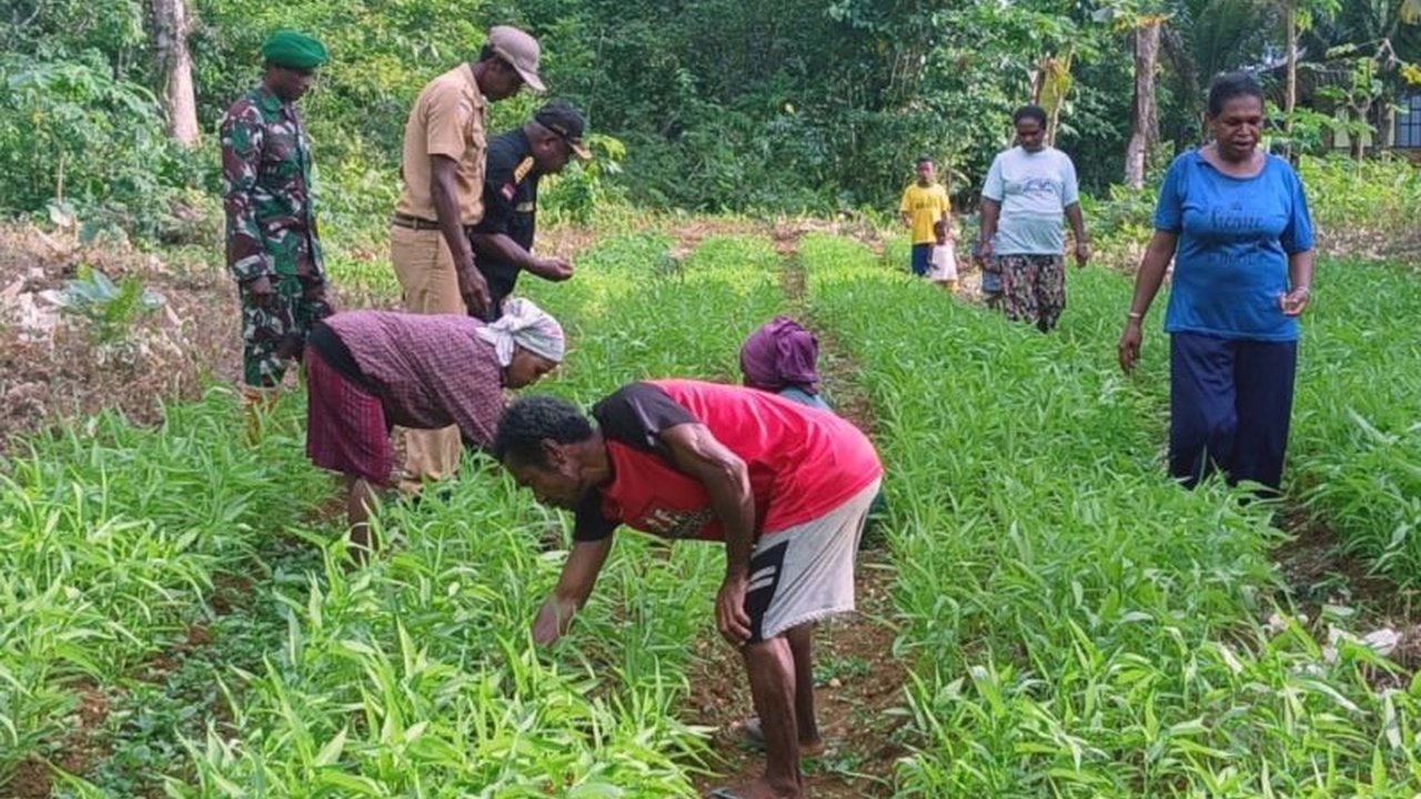 Ketua LMA Biak, David Rumansara, memberikan dukungan penuh terhadap program ketahanan pangan TMMD ke-123 di Kampung Kbusdori, Biak Numfor, Papua, yang bertujuan meningkatkan perekonomian dan kesejahteraan masyarakat setempat.