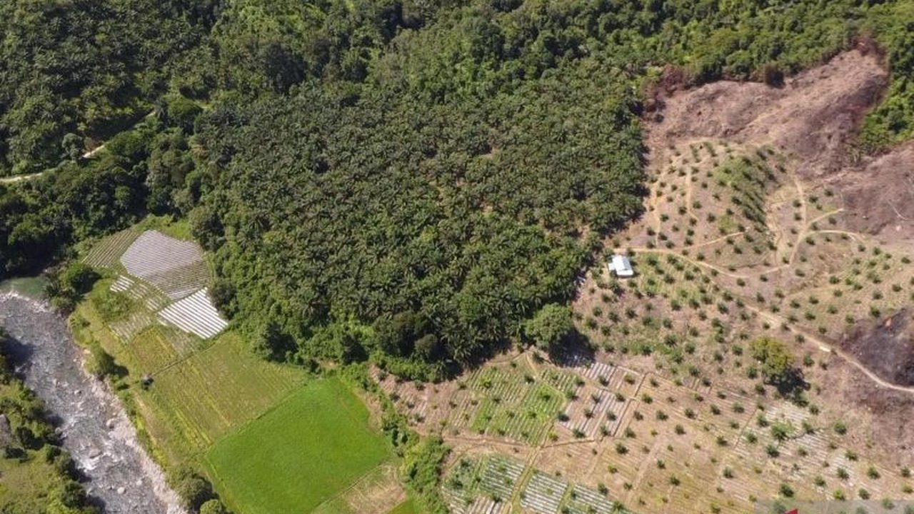 Satu Peta Hutan: Solusi Tertibkan Lahan Sawit di Indonesia?