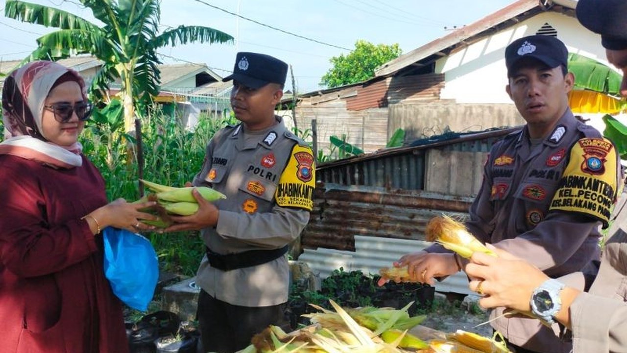 Polsek Belakangpadang, Batam, sukses panen jagung hasil program ketahanan pangan, membagikan hasil panen kepada personel dan warga sekitar sebagai bentuk dukungan terhadap program pemerintah.