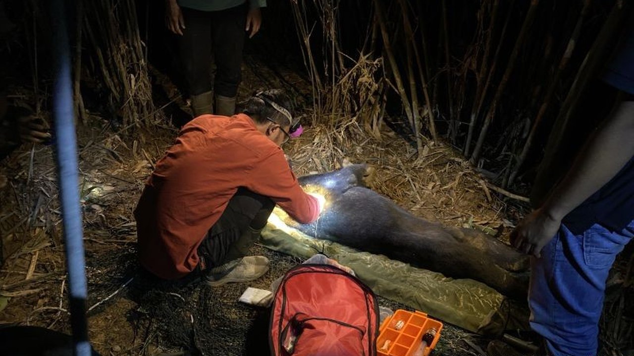 Beruang Madu di Riau Dilepaskan BBKSDA Usai Terjerat dan Terluka