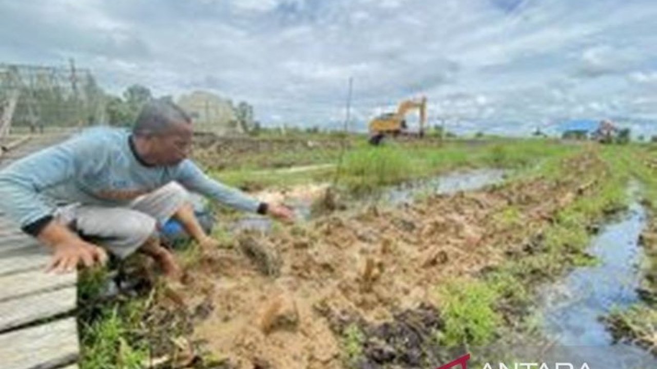 Kelompok Tani Karya Baru di Tapin, Kalimantan Selatan berhasil menanam 2.400 bibit cabai lokal dengan sistem apung, menjanjikan panen raya 2 ton cabai pada Juli mendatang.