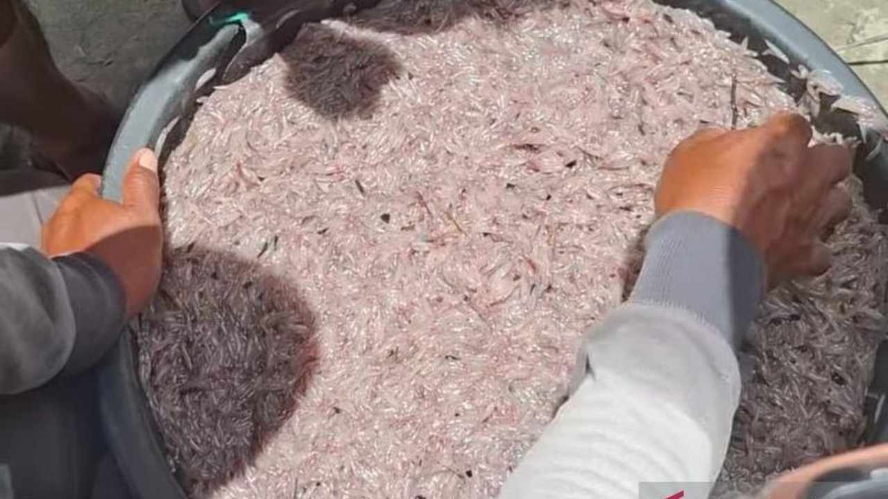 Nelayan di Mukomuko, Bengkulu, mulai panen ikan mungkus dengan harga jual yang meroket hingga Rp50.000 per kilogram, memicu beragam reaksi dari warga.