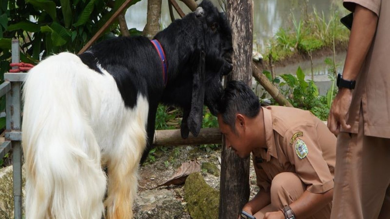 Kelompok peternak kambing Senung Makmur Lestari di Gunungkidul berharap dukungan UPT Puskeswan untuk mengatasi masalah kesehatan ternak dan pengelolaan kotoran kambing, demi meningkatkan perekonomian masyarakat.