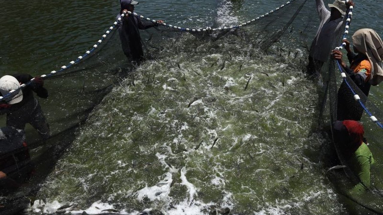 Otoritas Jasa Keuangan (OJK) menghentikan pendanaan fintech peer-to-peer lending ke eFishery setelah adanya dugaan rekayasa laporan keuangan senilai hampir 600 juta dolar AS.