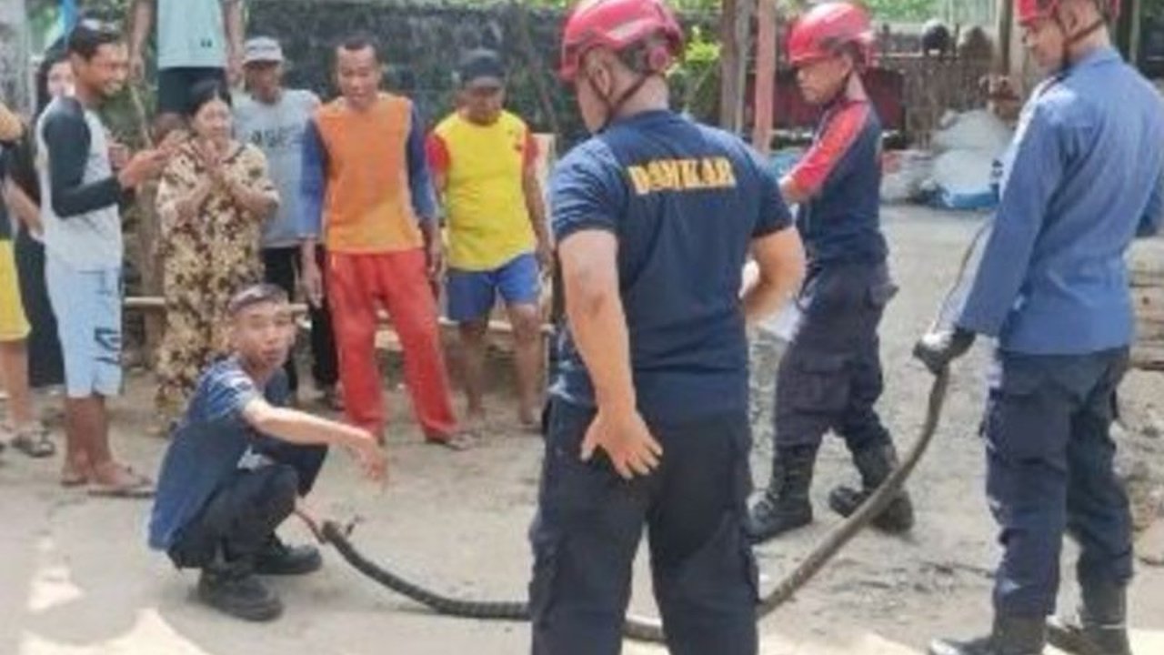 Petugas Damkar Pacitan berhasil mengevakuasi king kobra sepanjang tiga meter yang ditemukan di rumah warga Dusun Sedayu, Desa Kembang, Pacitan; ini merupakan evakuasi king kobra terbesar ketiga dalam dua tahun terakhir.