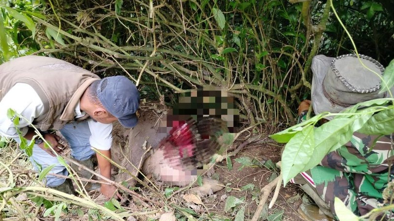 Seekor kerbau di Nagari Tigo Balai, Agam, Sumatera Barat, ditemukan mati diduga dimangsa harimau Sumatera, memicu respon cepat dari BKSDA Sumbar untuk melakukan verifikasi lapangan.