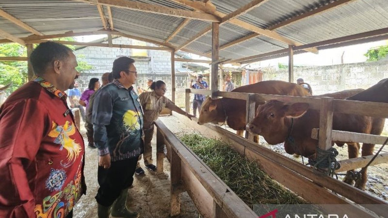 Pemerintah Provinsi Papua memastikan ketersediaan daging sapi dan ayam aman selama Ramadhan 1446 H, stok tercukupi dari produksi lokal dan impor hanya jika diperlukan dengan pengawasan ketat.