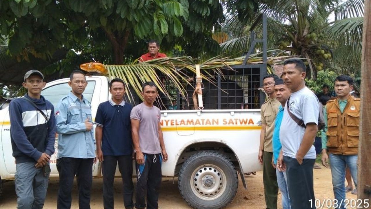 BBKSDA Riau berhasil menyelamatkan anak gajah Sumatera berusia dua bulan yang terpisah dari induknya di Kampar dan kini dirawat di Pusat Latihan Gajah Minas.