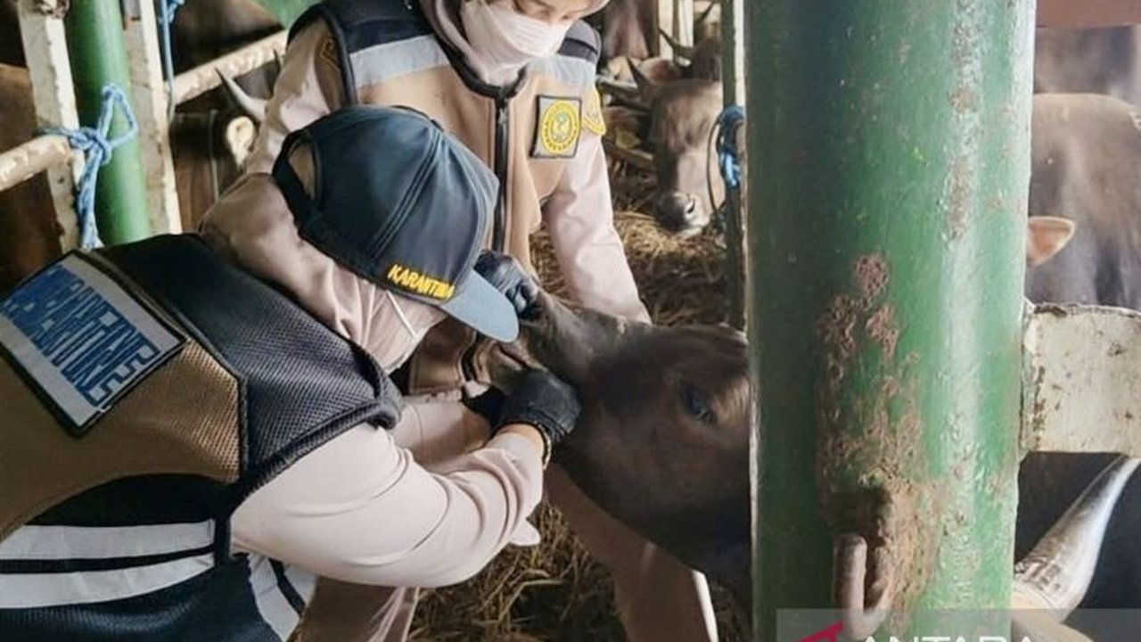 Balai Karantina Kalsel gencar awasi lalu lintas komoditas di pelabuhan untuk mencegah penyebaran OPTK dan HPH selama Ramadhan, guna menjamin keamanan pangan dan kesehatan hewan.