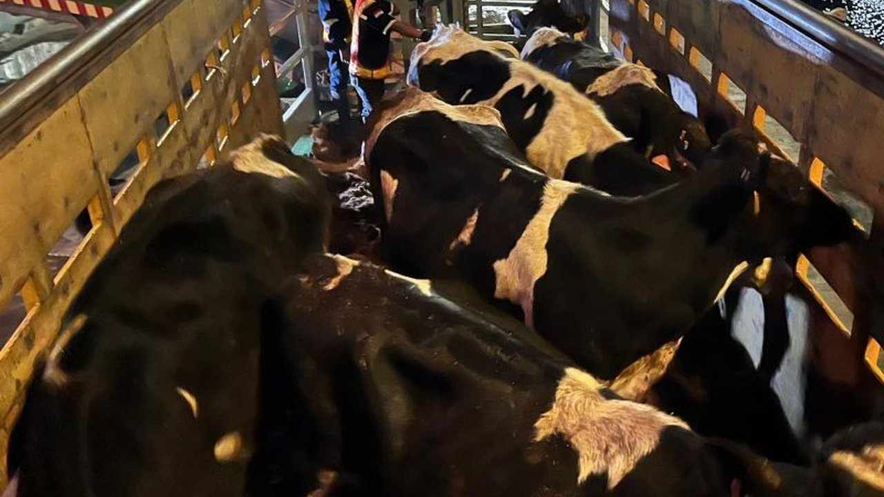 Kedatangan 1.250 bibit sapi perah dari Australia di Banyuwangi bertujuan meningkatkan produksi susu dalam negeri dan mengurangi ketergantungan impor.