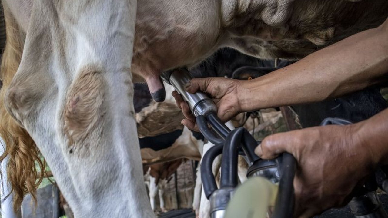 27.300 Sapi Impor Siap Masuk Jawa Tengah: Investasi Besar untuk Peternakan Nasional