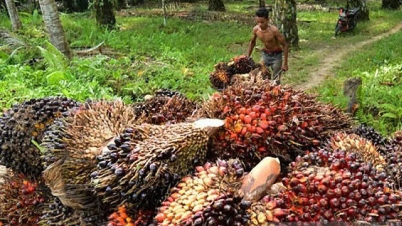 Pemerintah Dorong Hilirisasi Sawit dalam Empat Tahapan untuk Kemajuan Ekonomi Berkelanjutan