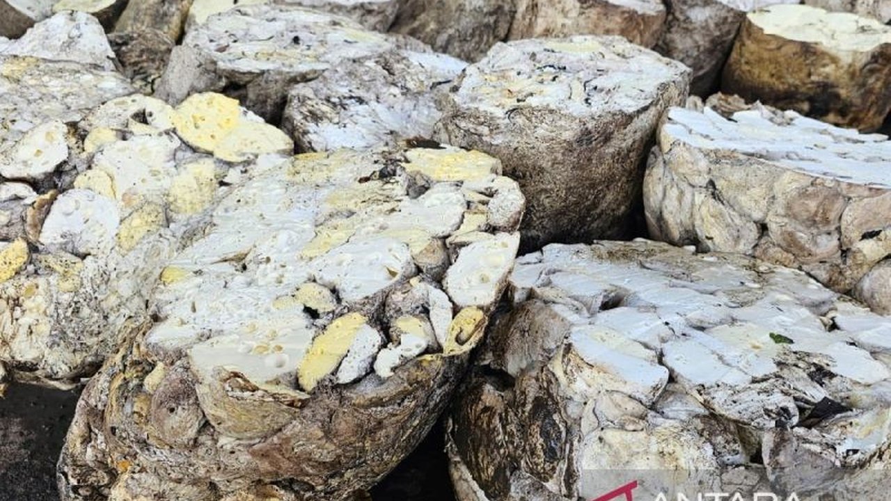 Ekspor karet alam Sumut di Februari 2025 mencapai 20.737 ton, turun 19,96 persen dibanding Januari, namun naik 2,23 persen dibanding Februari 2024; penurunan disebabkan permintaan China melemah dan kendala cuaca.