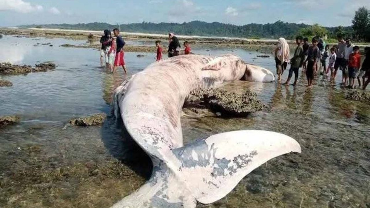 Nelayan di Simeulue, Aceh, menemukan bangkai paus sepanjang tujuh meter yang terdampar di pantai; penyebab kematian masih belum diketahui.