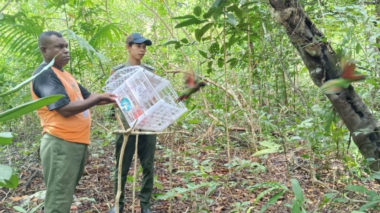 Balai Konservasi Sumber Daya Alam (BKSDA) Maluku melepasliarkan tujuh burung endemik, empat Nuri Aru dan tiga Perkici Pelangi, yang diselamatkan dari perdagangan ilegal di Hutan Desa Durjela, Kabupaten Kepulauan Aru.